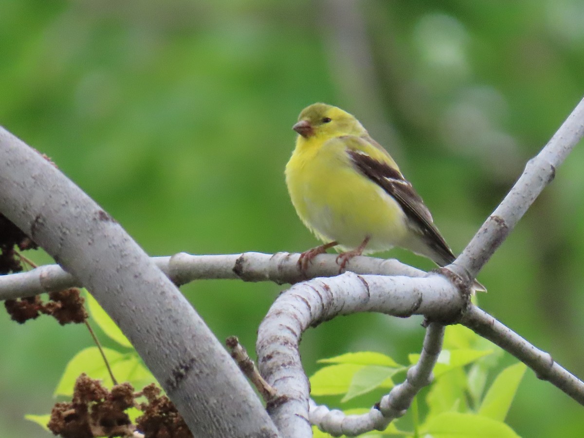 Chardonneret jaune - ML619768167