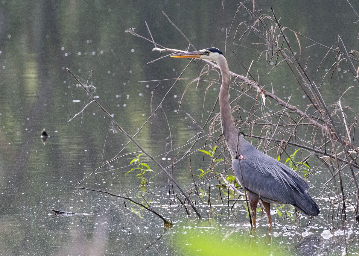 Great Blue Heron - ML619768169