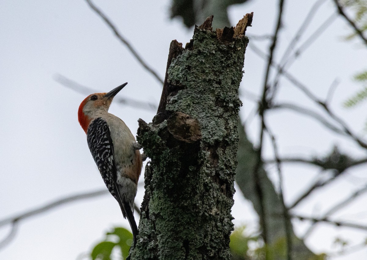 Red-bellied Woodpecker - ML619768183