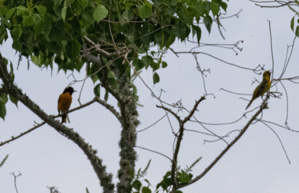 Orchard Oriole - ML619768193