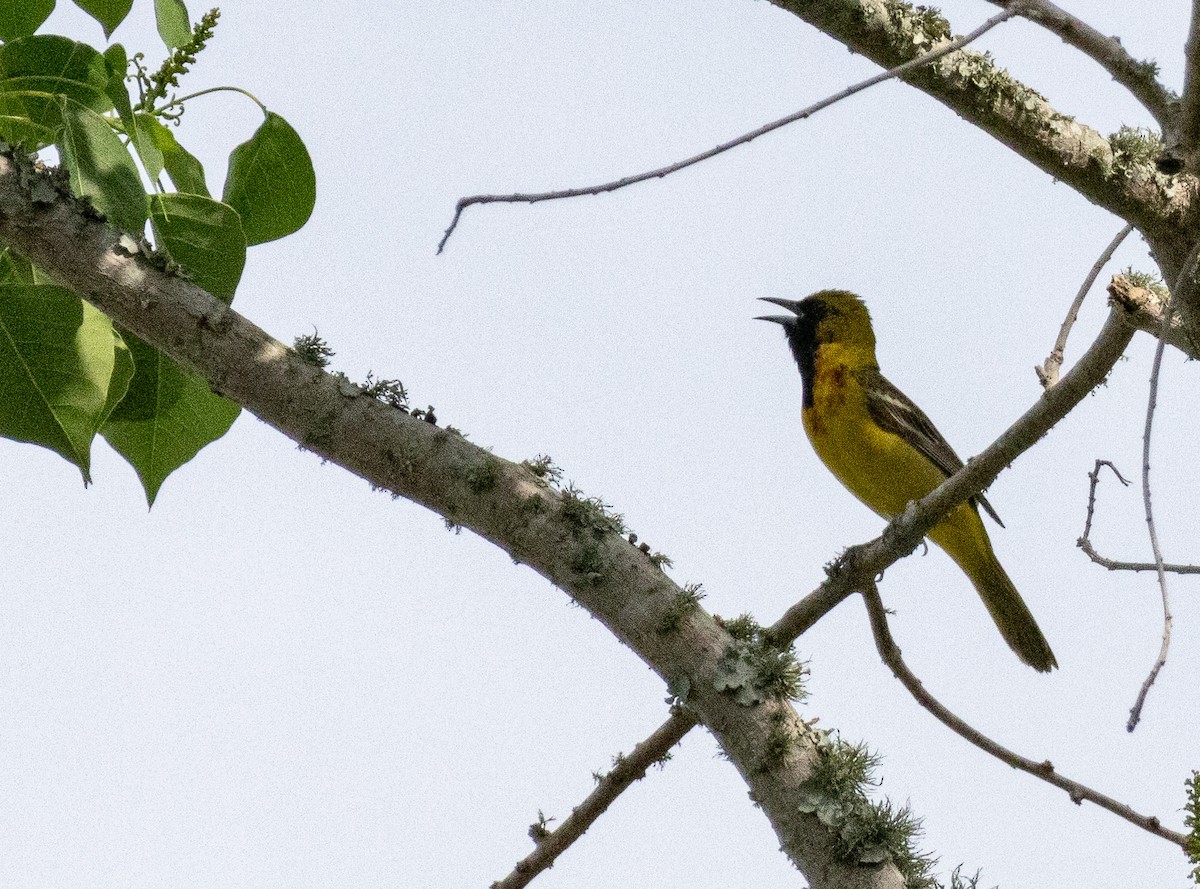 Orchard Oriole - ML619768194