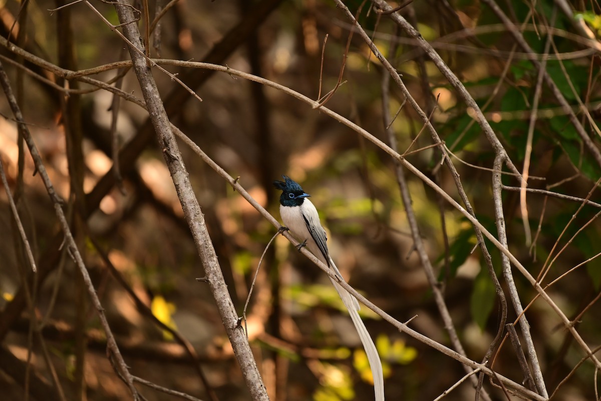 Indian Paradise-Flycatcher - ML619768201