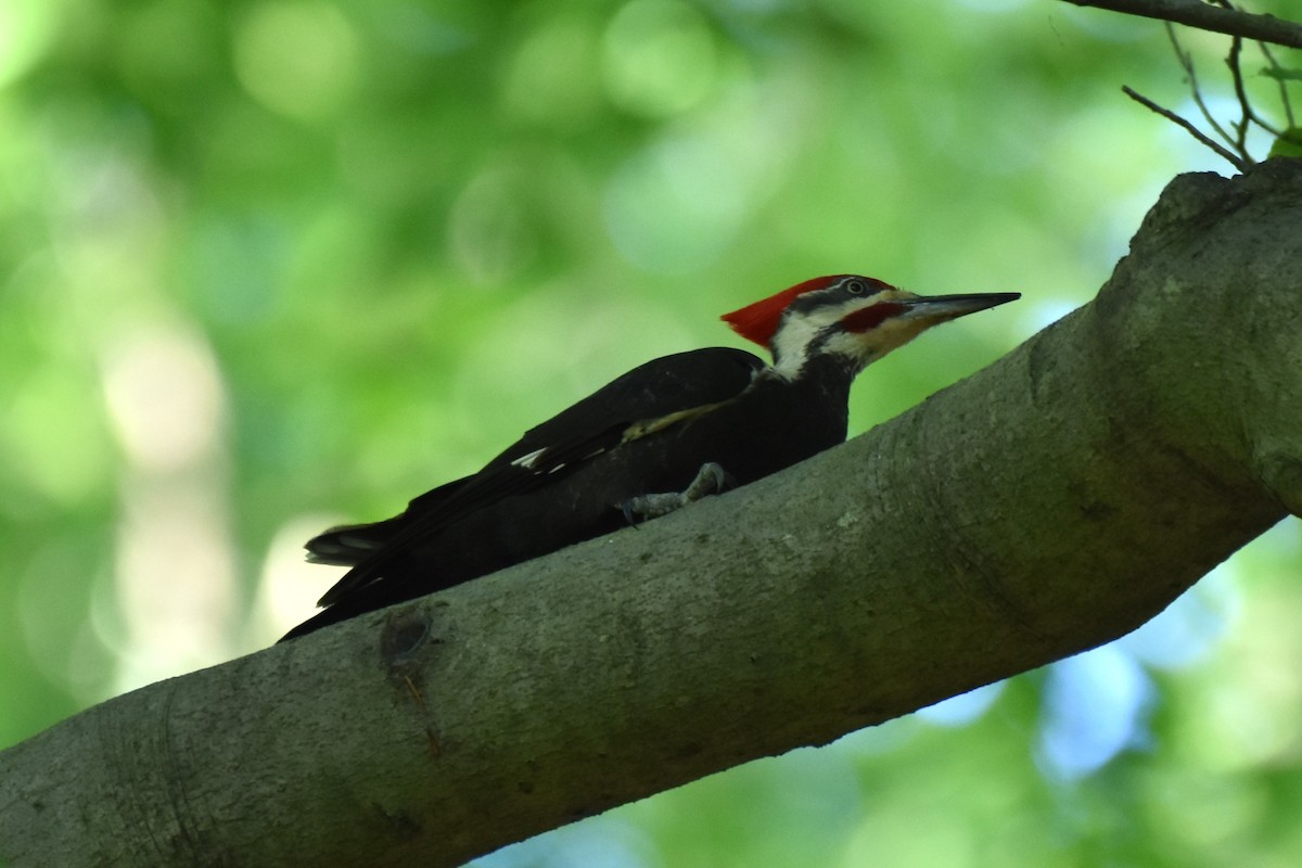 Pileated Woodpecker - ML619768209