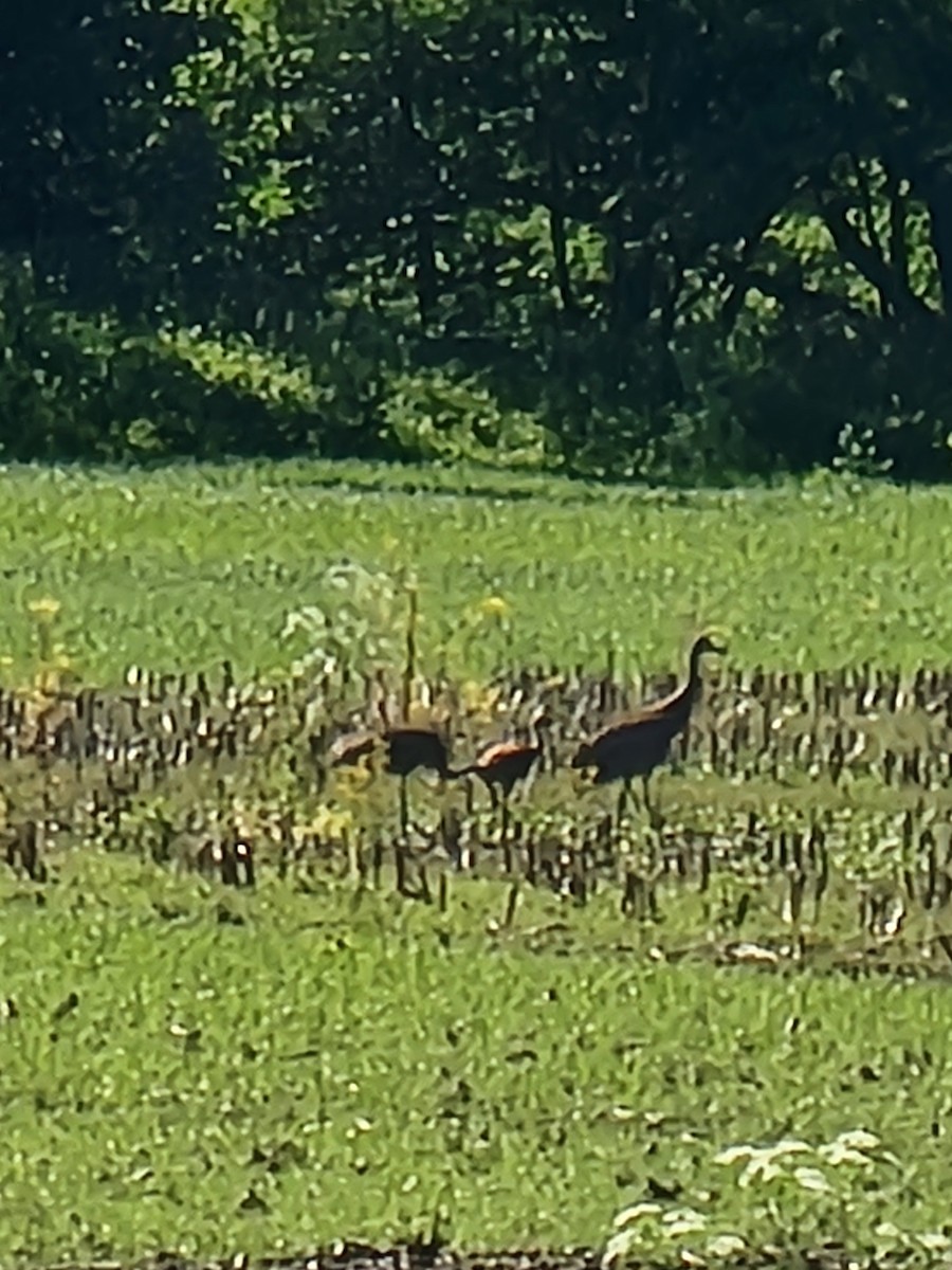 Sandhill Crane - ML619768233