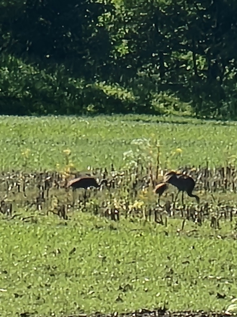 Sandhill Crane - ML619768245