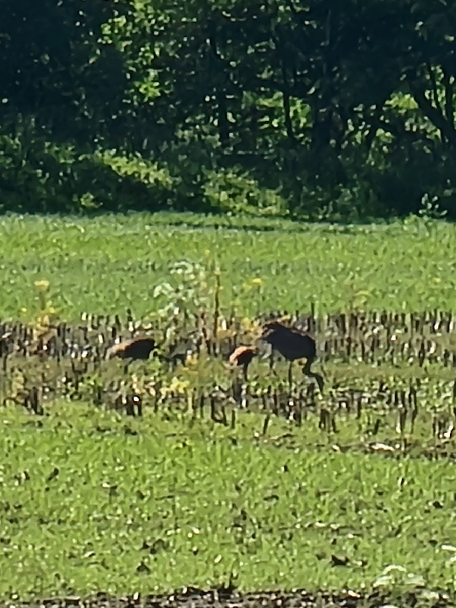 Sandhill Crane - ML619768255