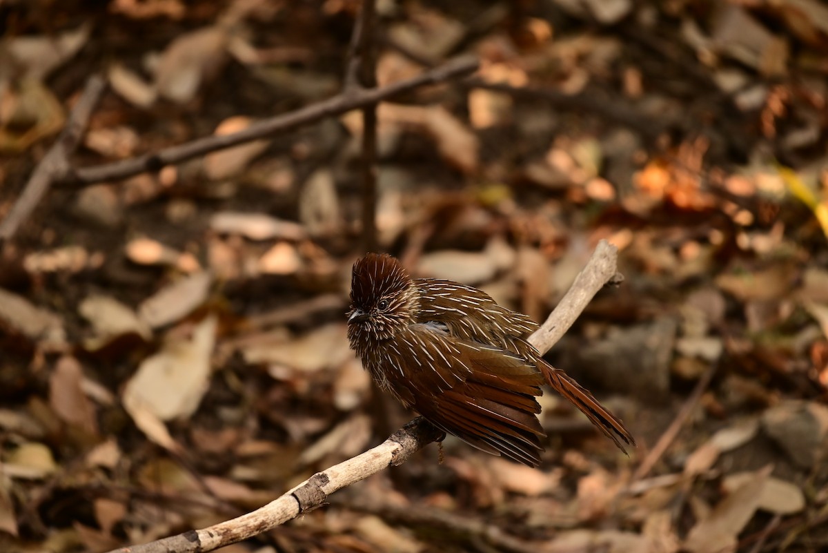 Striated Laughingthrush - ML619768260