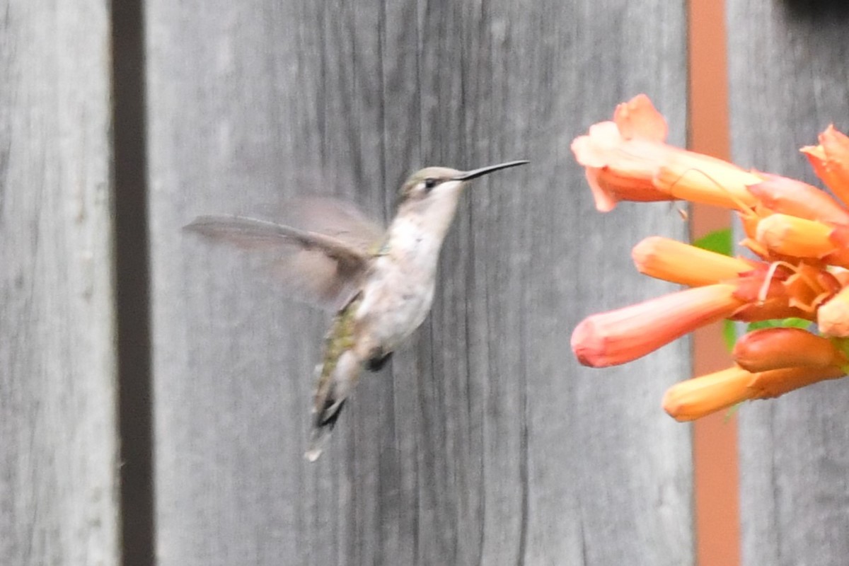 Black-chinned Hummingbird - ML619768285