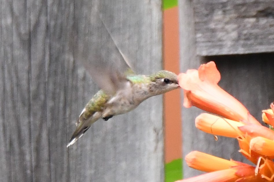 Colibrí Gorjinegro - ML619768288