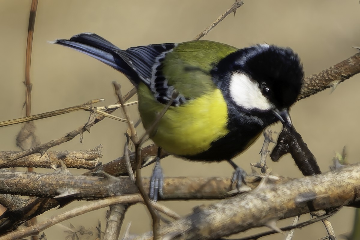 Green-backed Tit - ML619768294