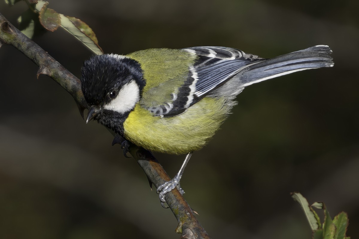 Green-backed Tit - ML619768299