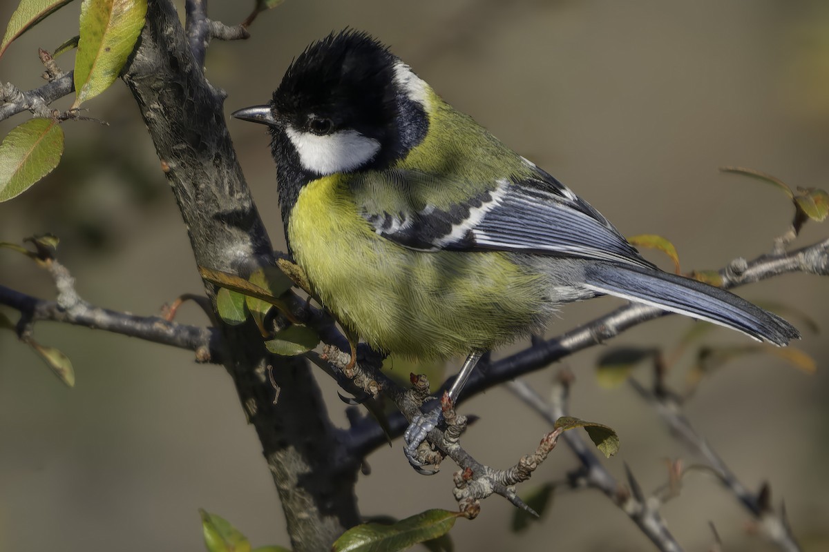 Green-backed Tit - ML619768300