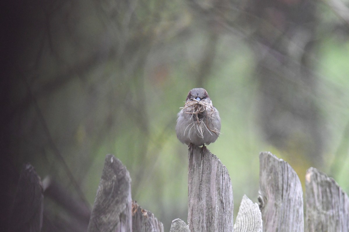 Moineau domestique - ML619768303