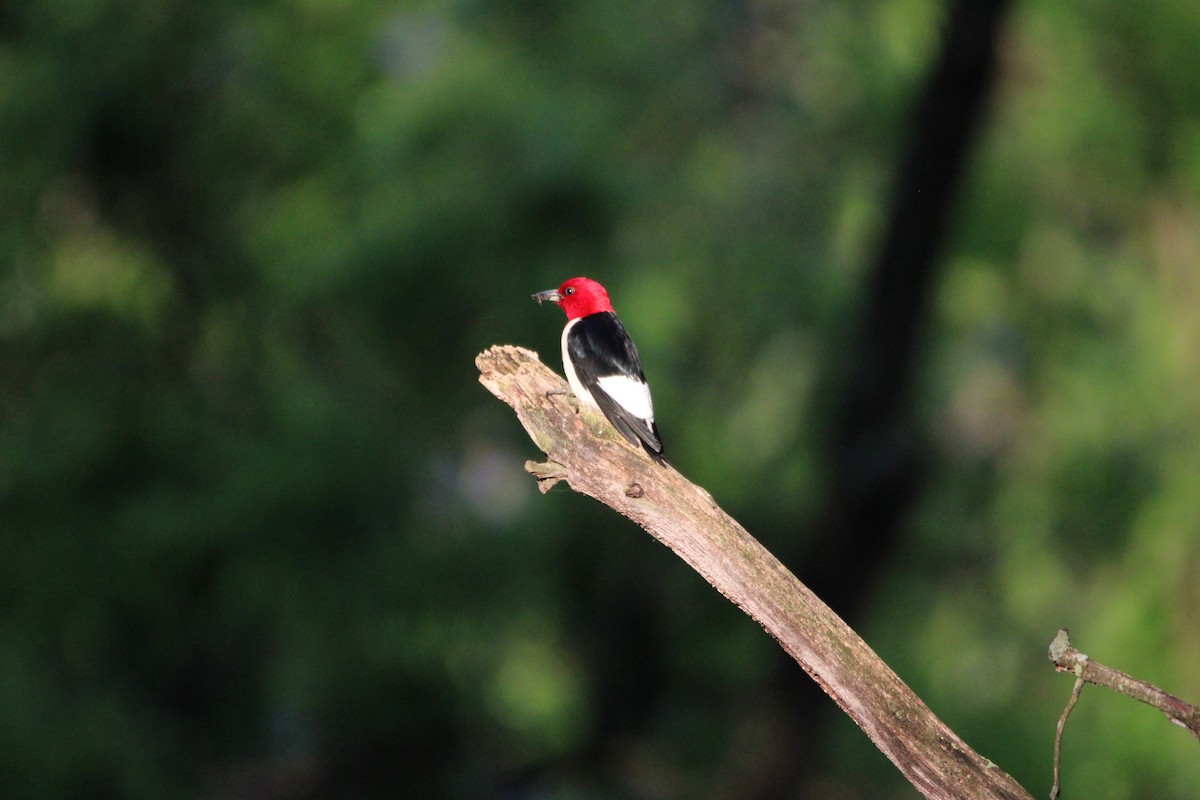 Red-headed Woodpecker - ML619768304