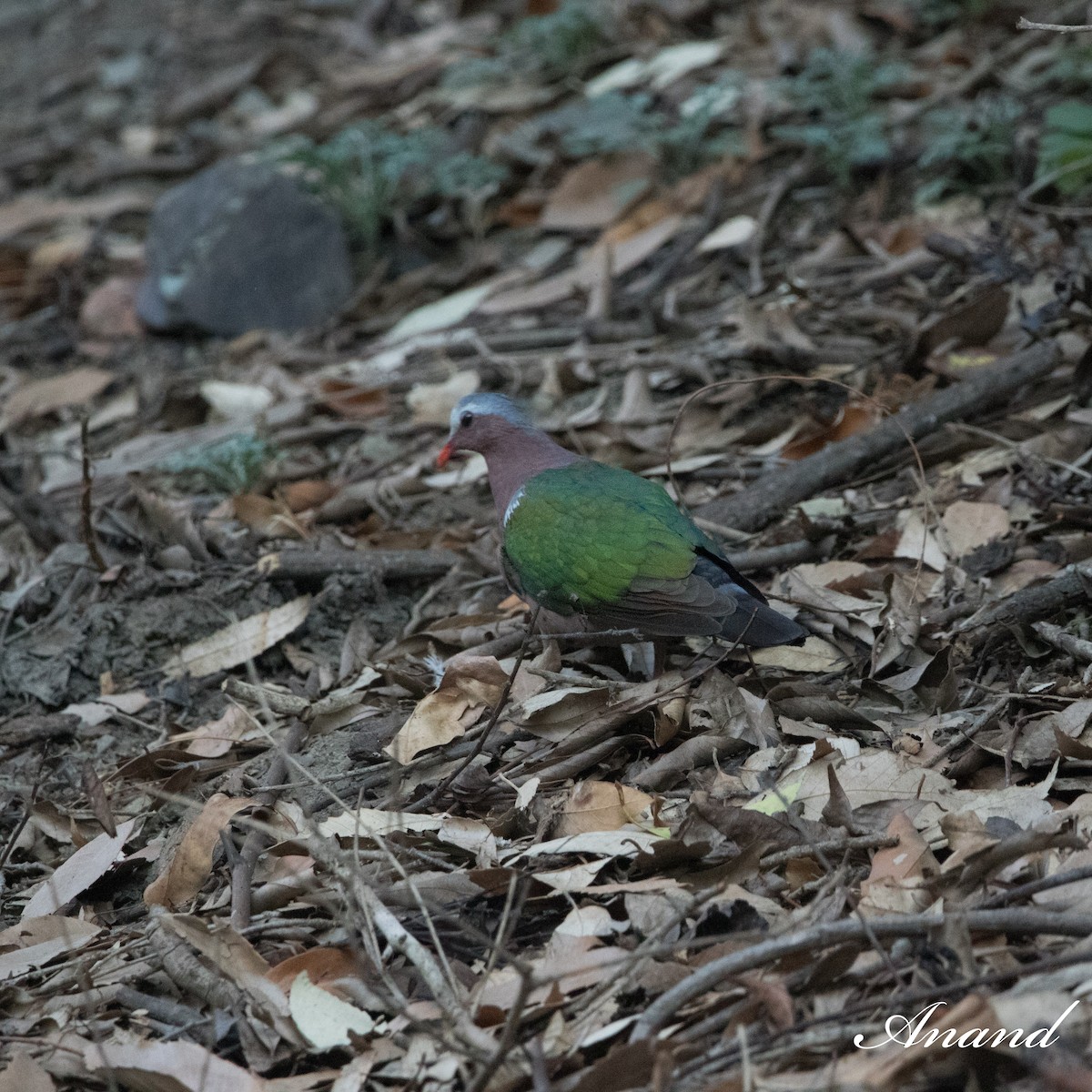 翠翼鳩 - ML619768305