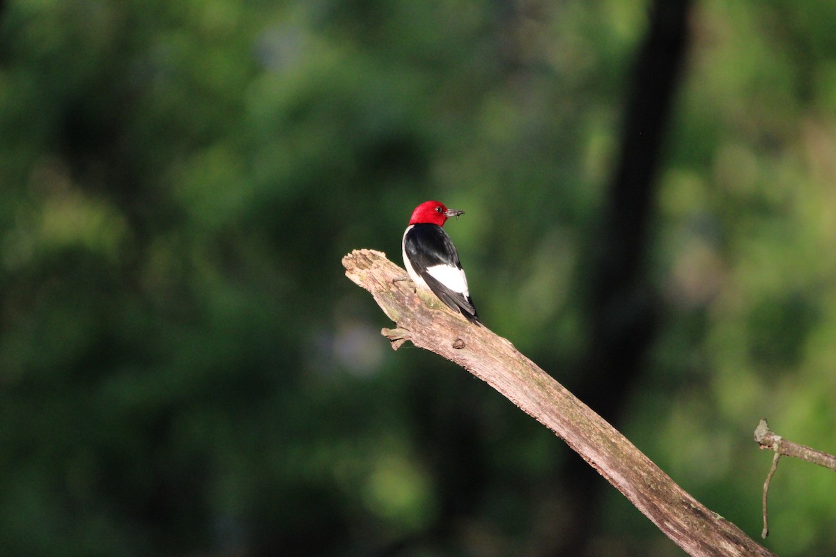 Red-headed Woodpecker - ML619768308