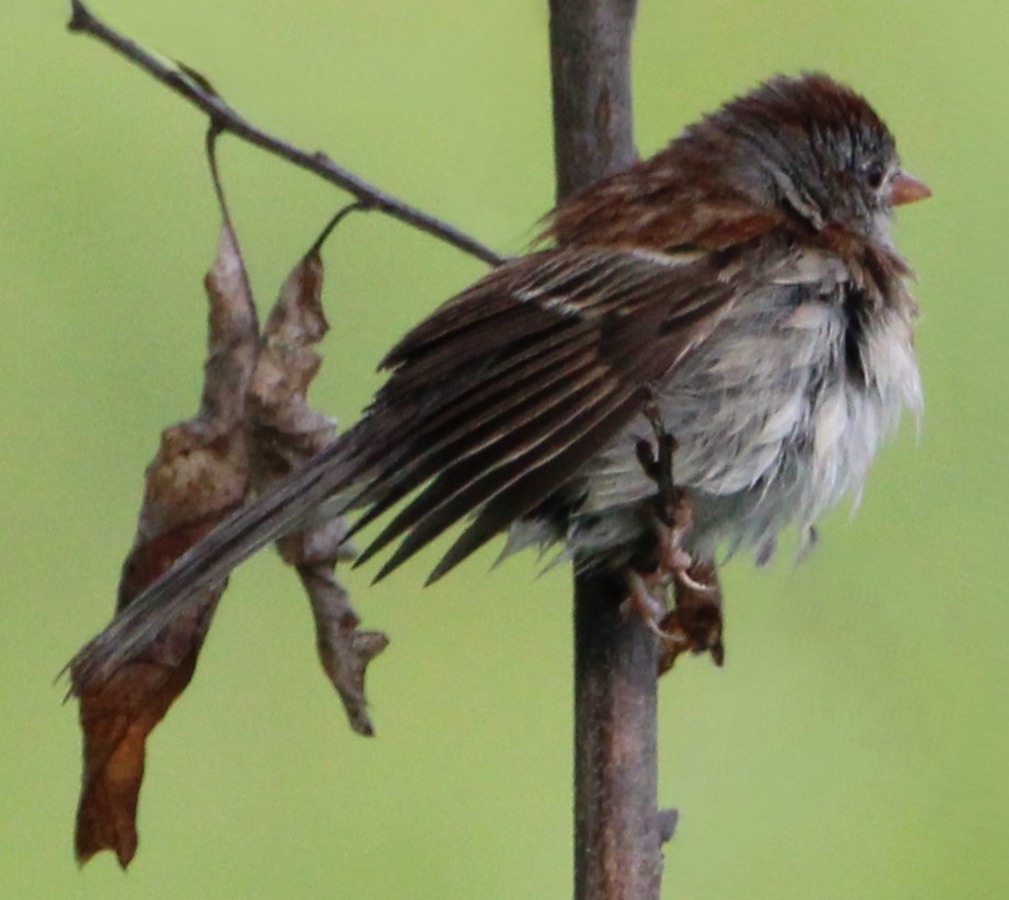 Field Sparrow - ML619768326