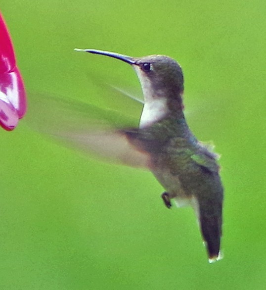 Ruby-throated Hummingbird - ML619768327