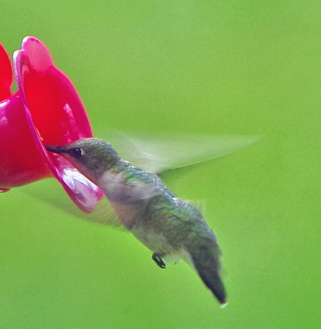 Ruby-throated Hummingbird - ML619768328