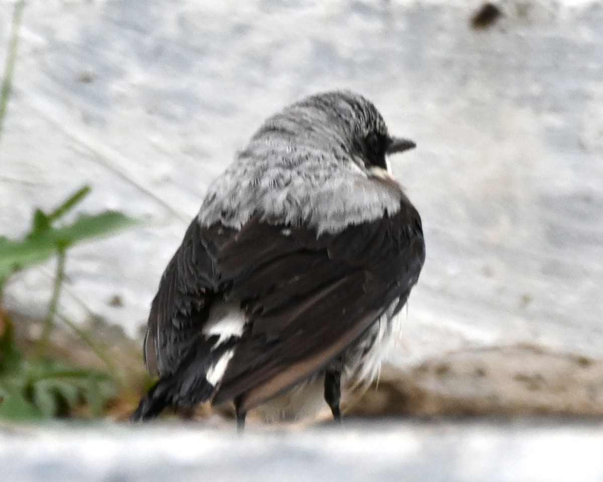 Northern Wheatear - ML619768330