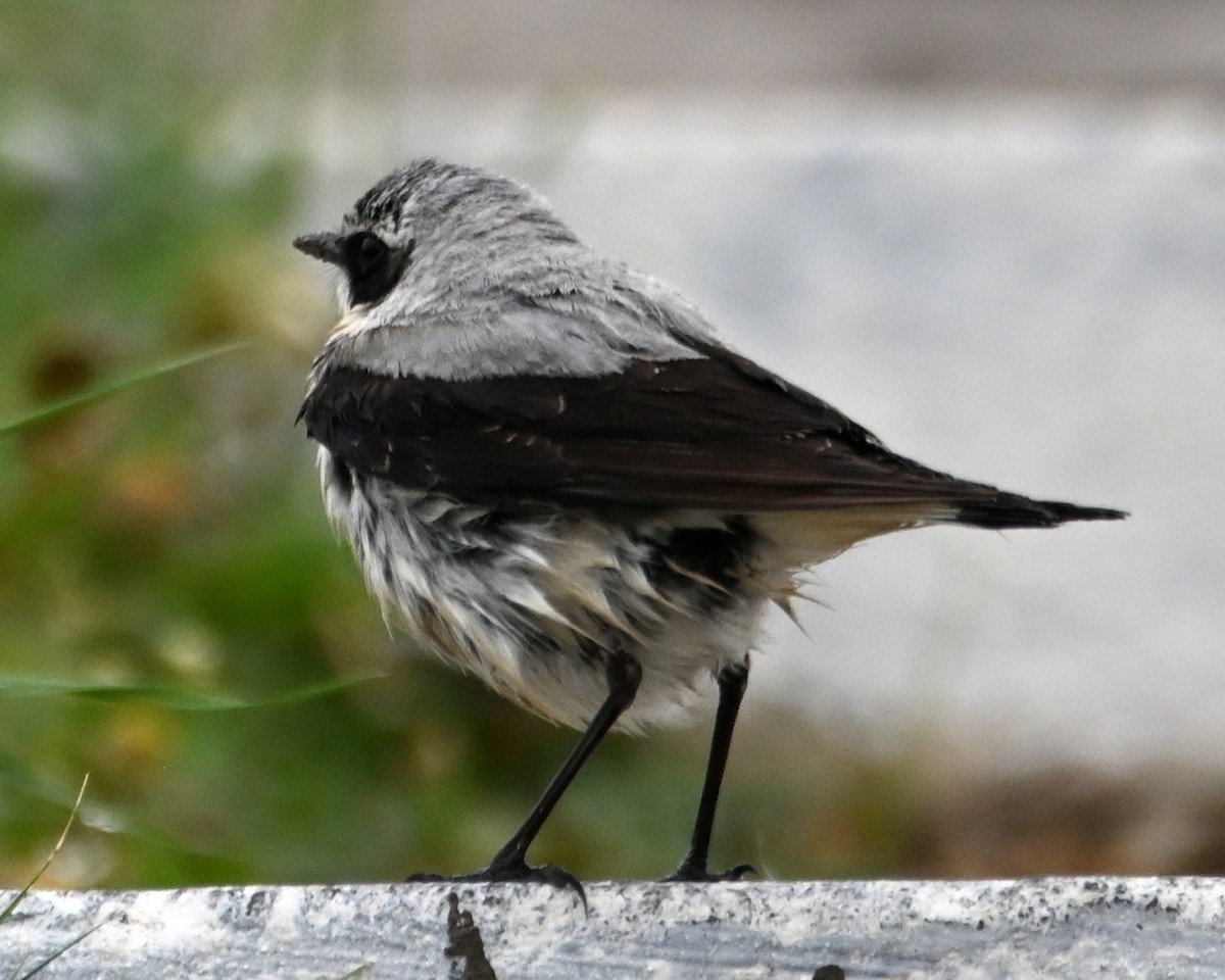 Northern Wheatear - ML619768331