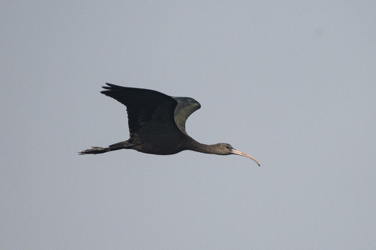 Glossy Ibis - ML619768338