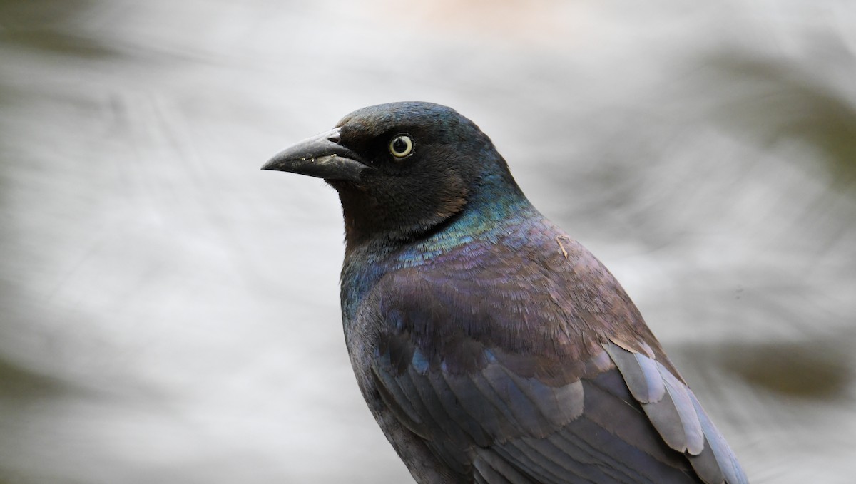 Common Grackle - ML619768347