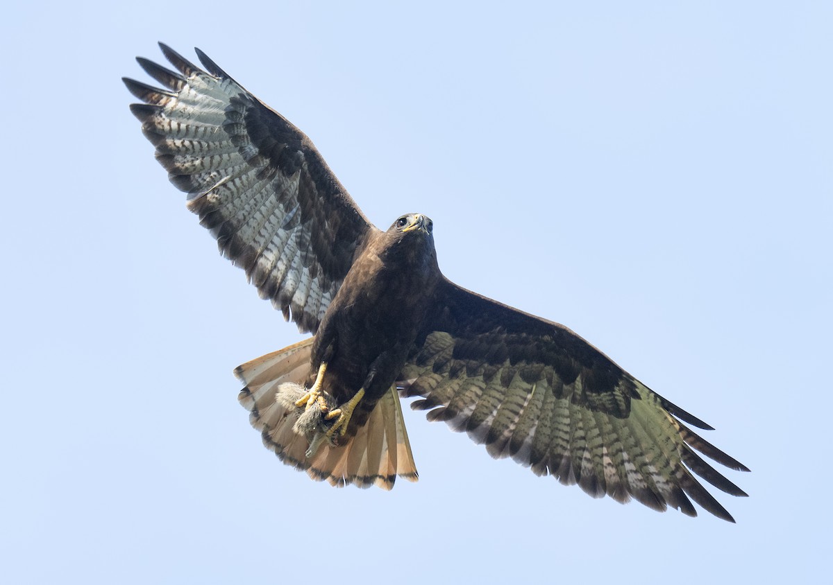 Red-tailed Hawk - ML619768352