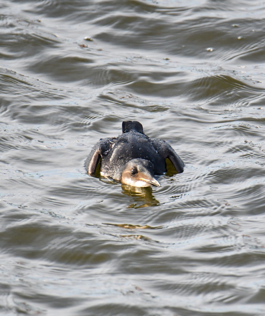 Thick-billed Murre - ML619768375