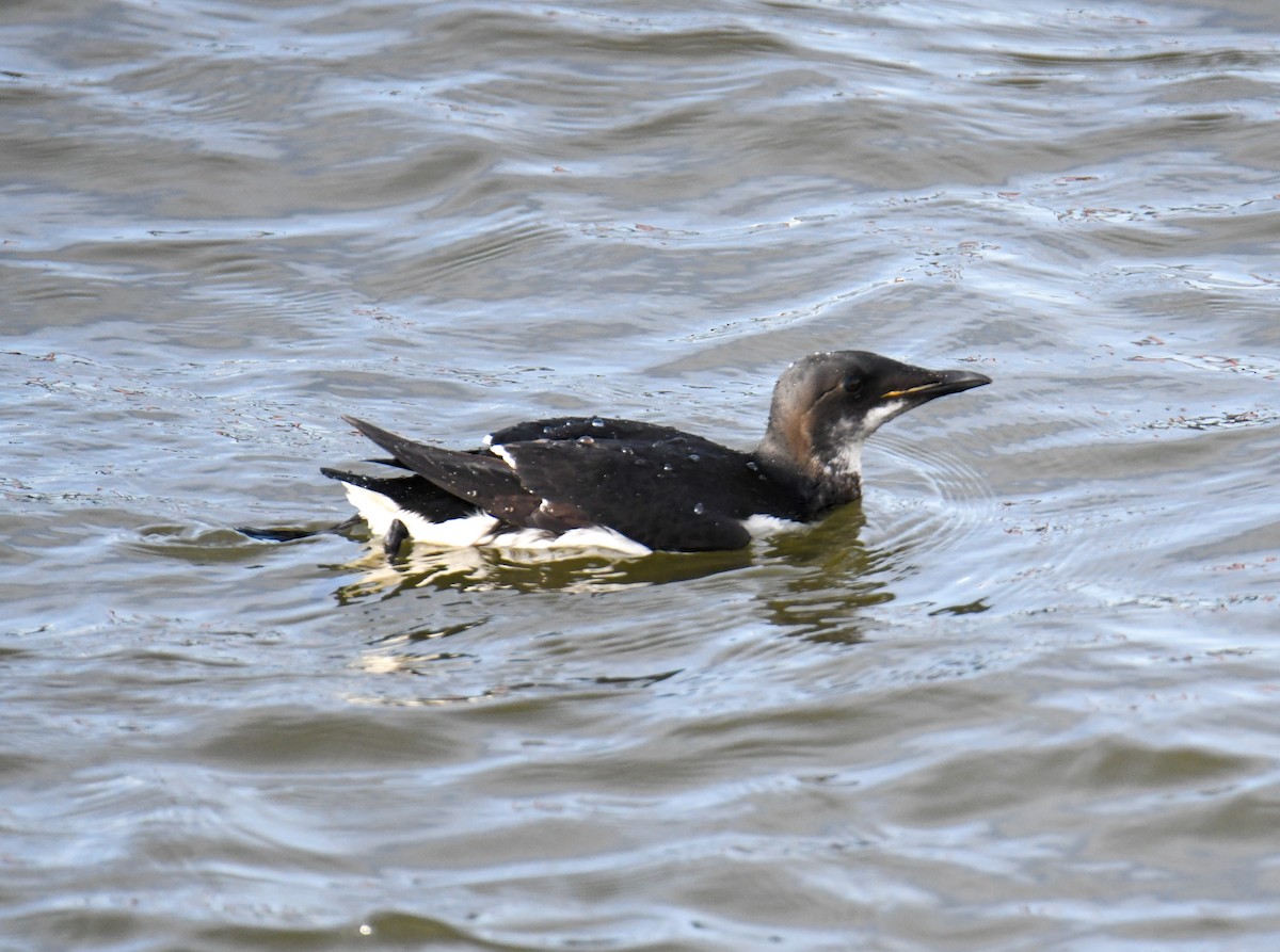 Thick-billed Murre - ML619768376