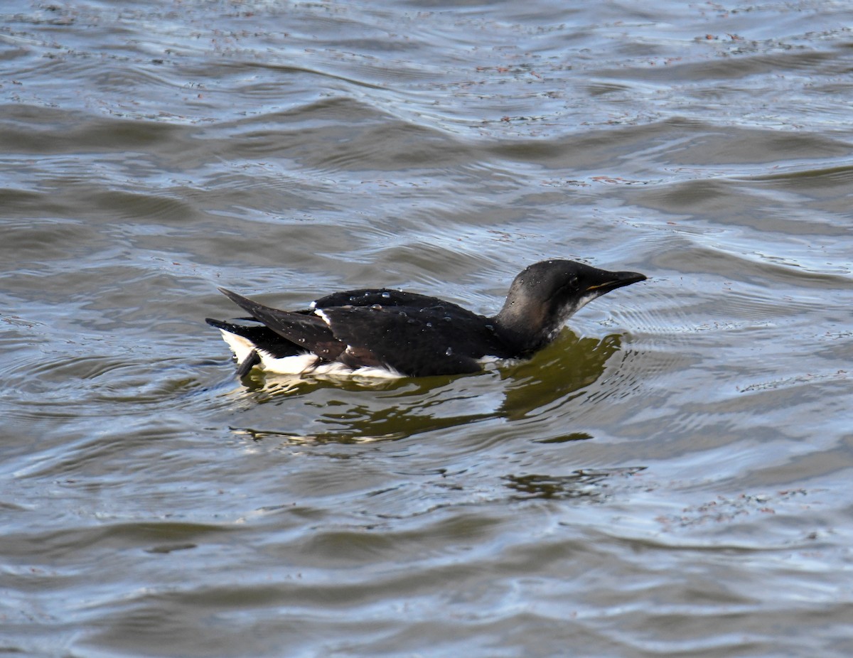 Thick-billed Murre - ML619768377