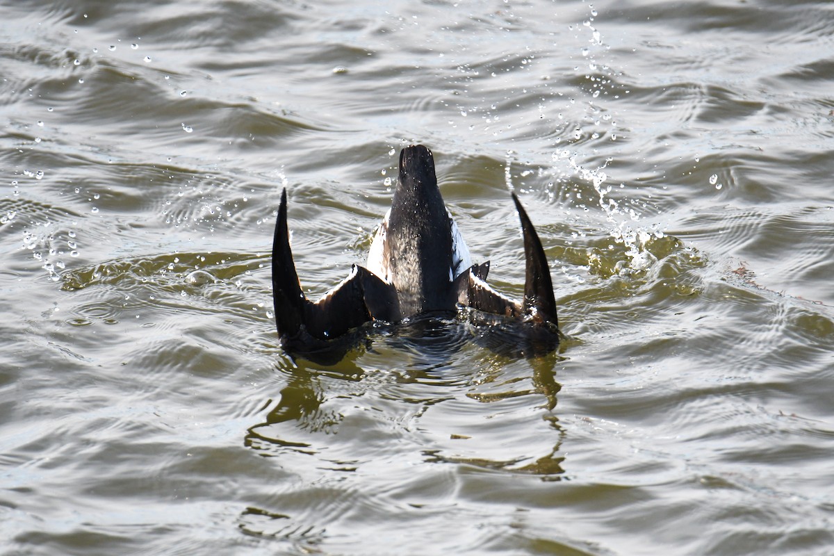 Thick-billed Murre - ML619768378