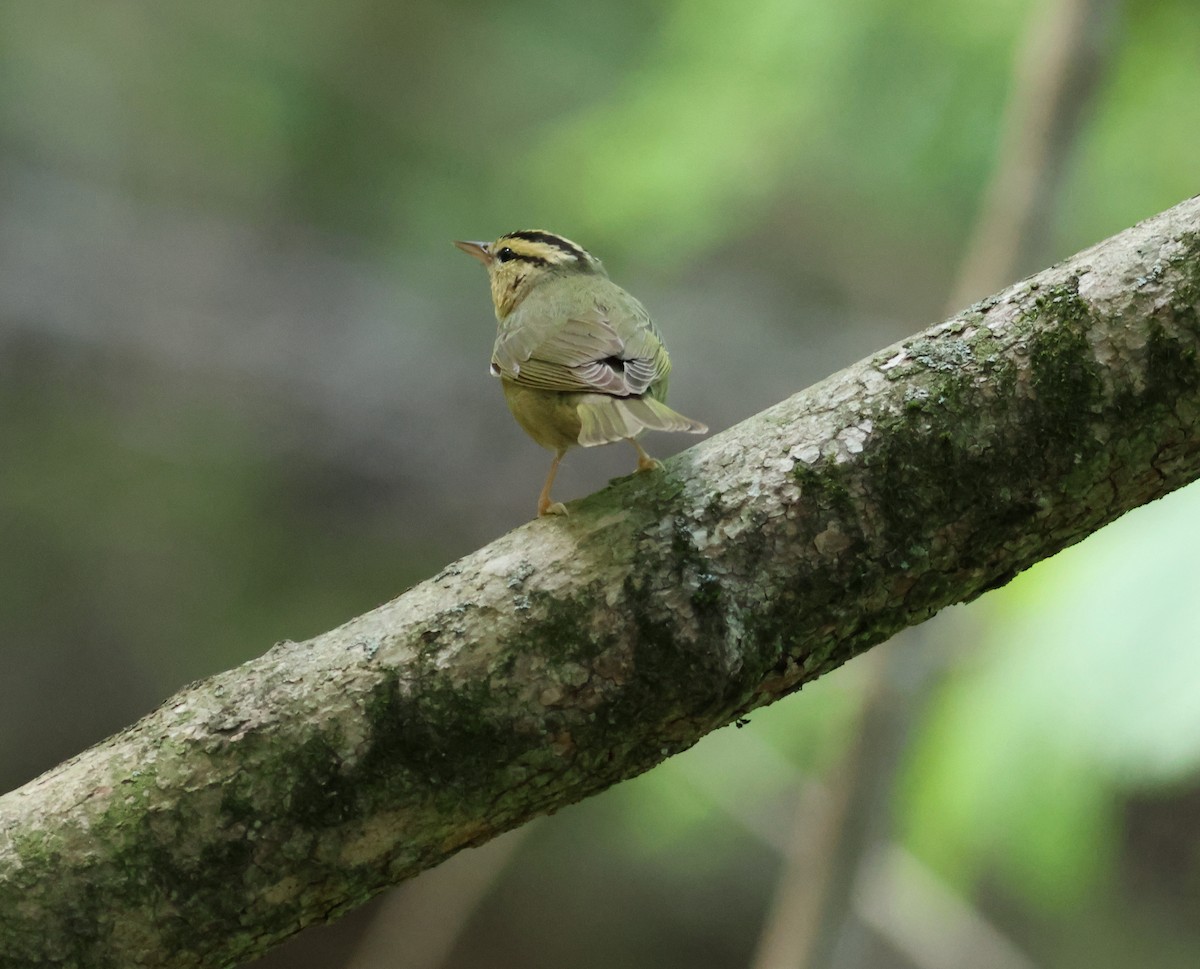 Paruline vermivore - ML619768380