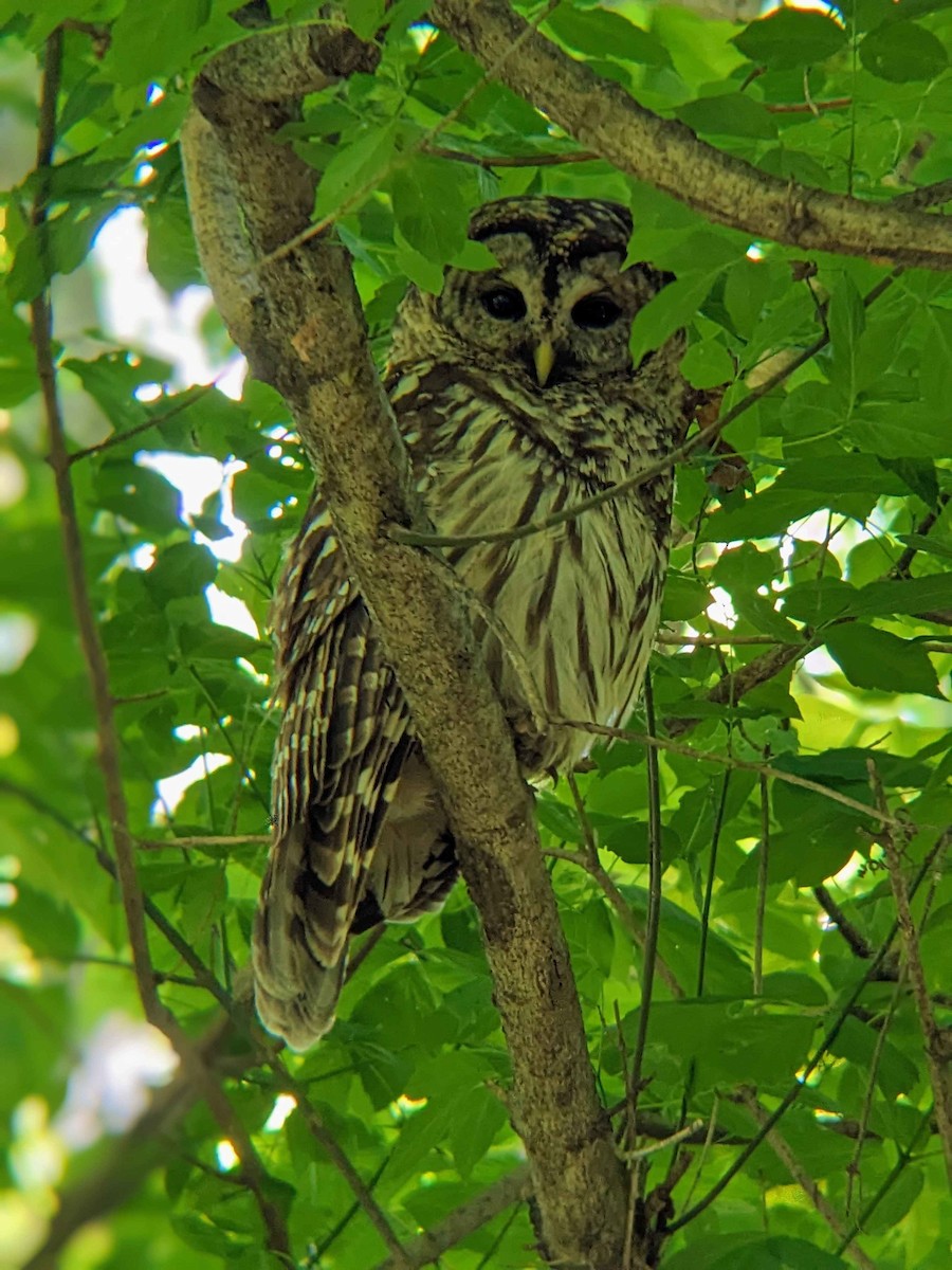 Barred Owl - ML619768385