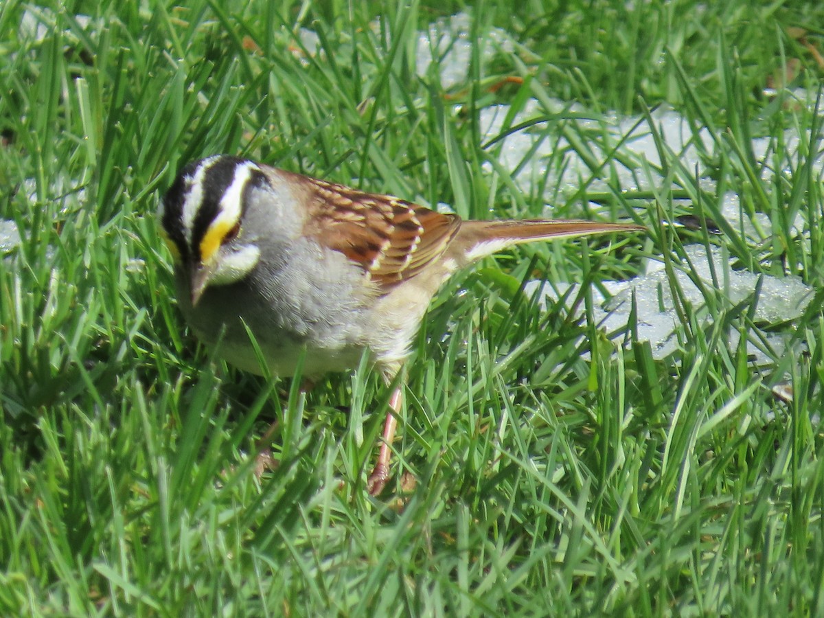 White-throated Sparrow - D Reznicek
