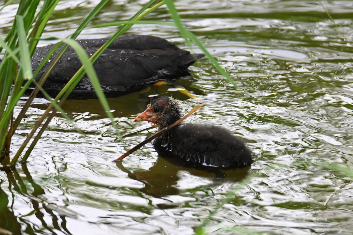 Eurasian Coot - ML619768413