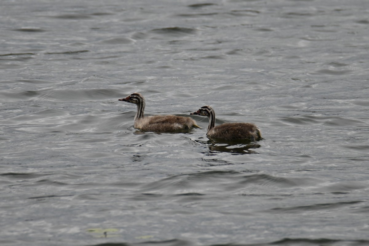 Great Crested Grebe - ML619768418