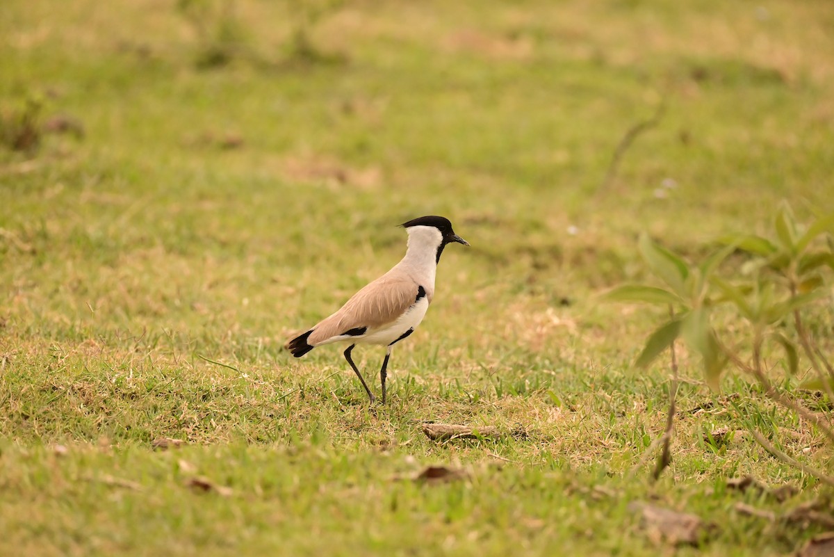 River Lapwing - ML619768425