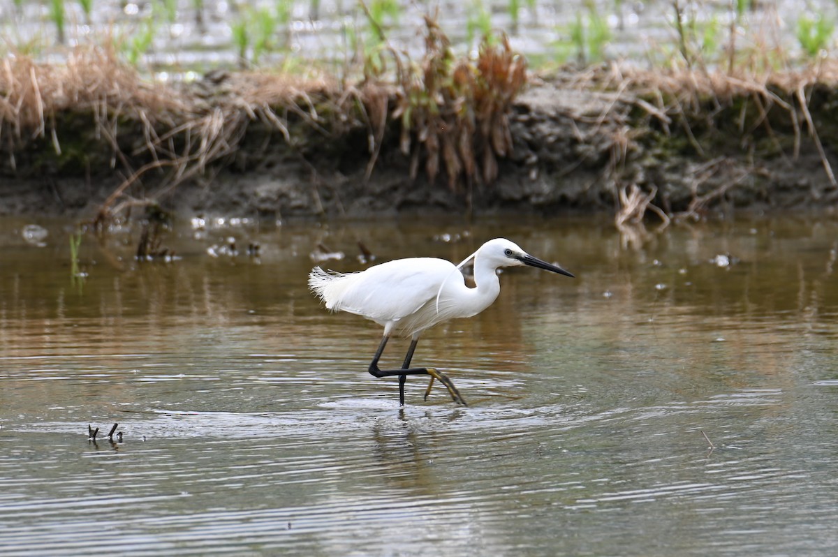 Little Egret - ML619768426