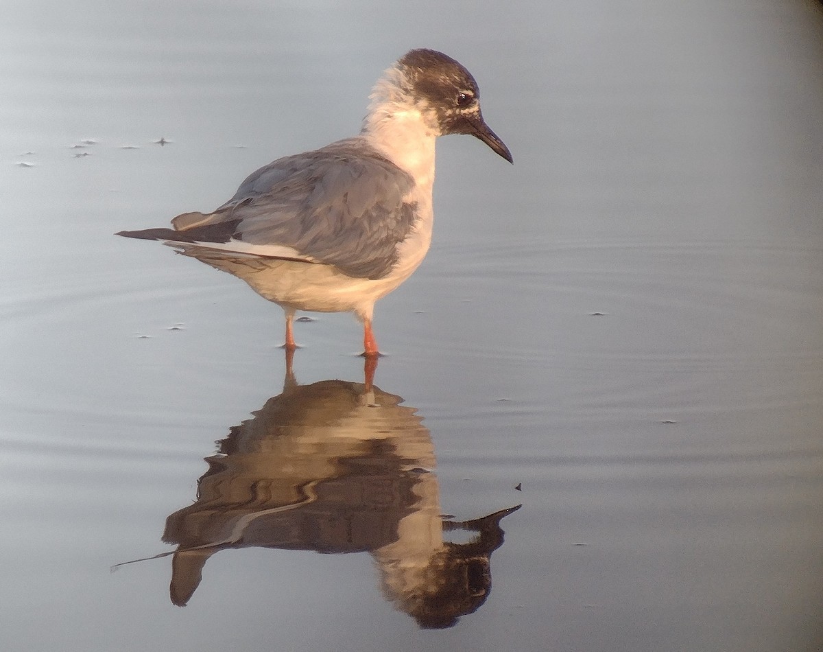 Mouette de Bonaparte - ML619768440