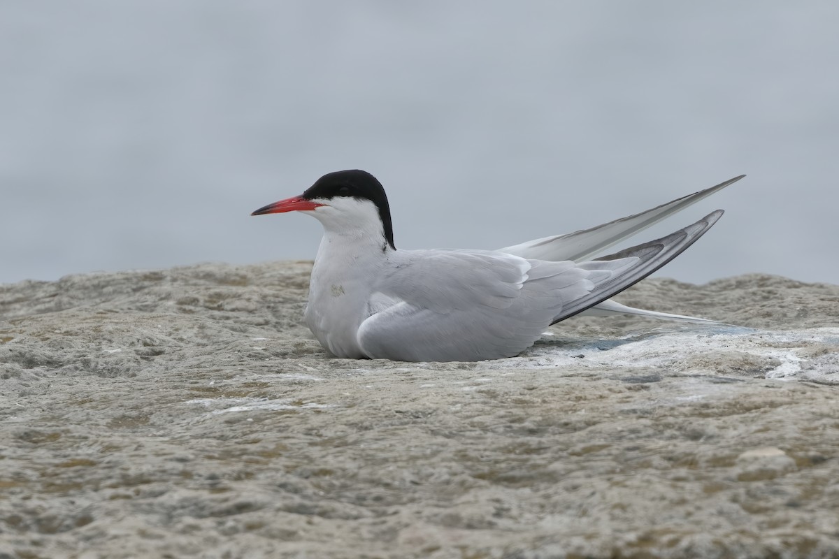 Common Tern - Marcus Buck
