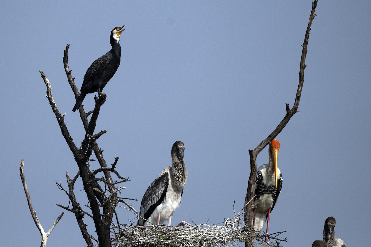 Cormorán Grande - ML619768470