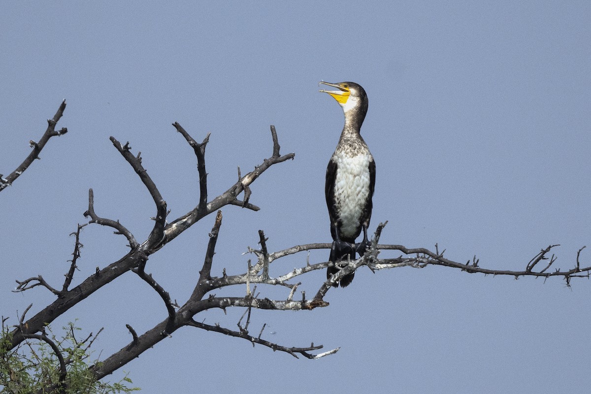 Great Cormorant - ML619768471