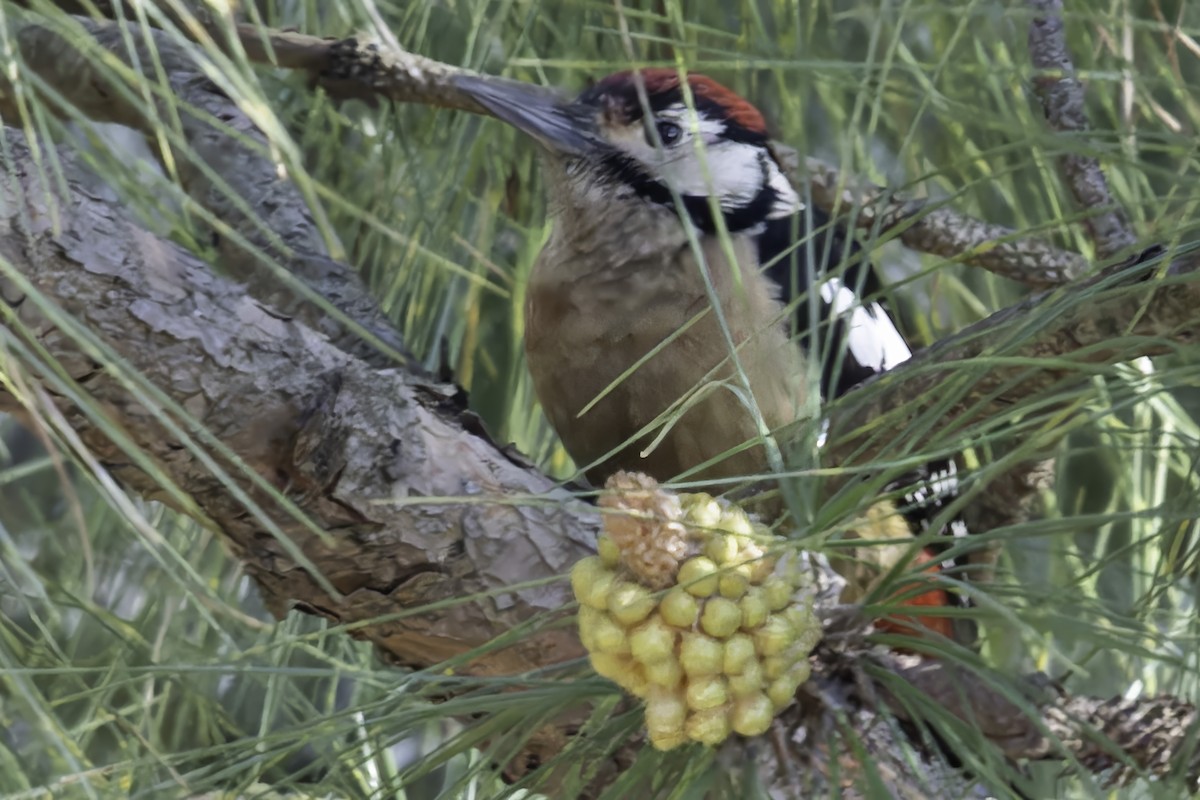 Himalayan Woodpecker - ML619768488
