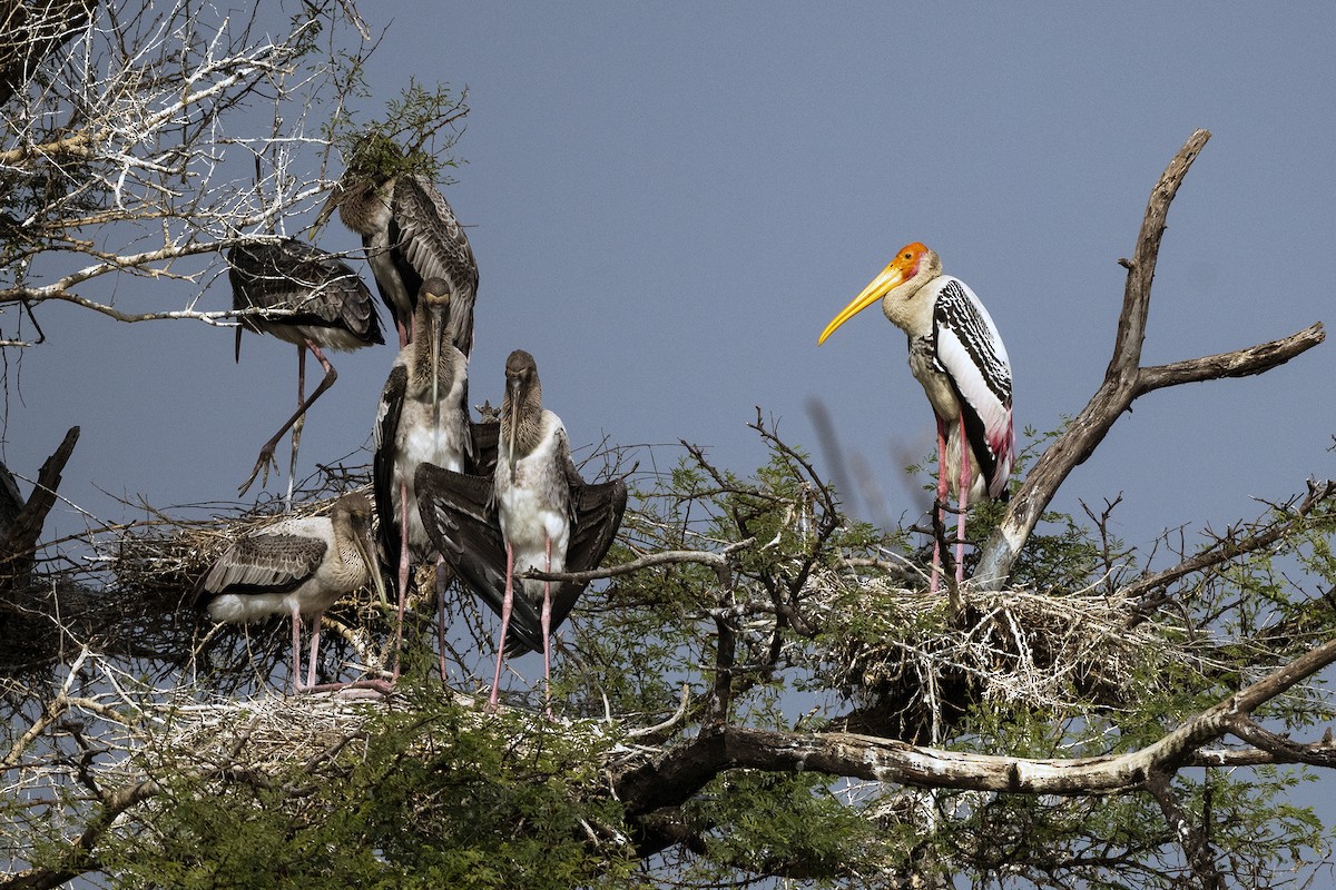 Painted Stork - ML619768509