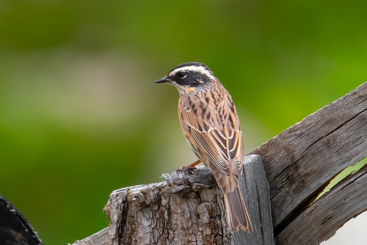 Radde's Accentor (Radde's) - ML619768516