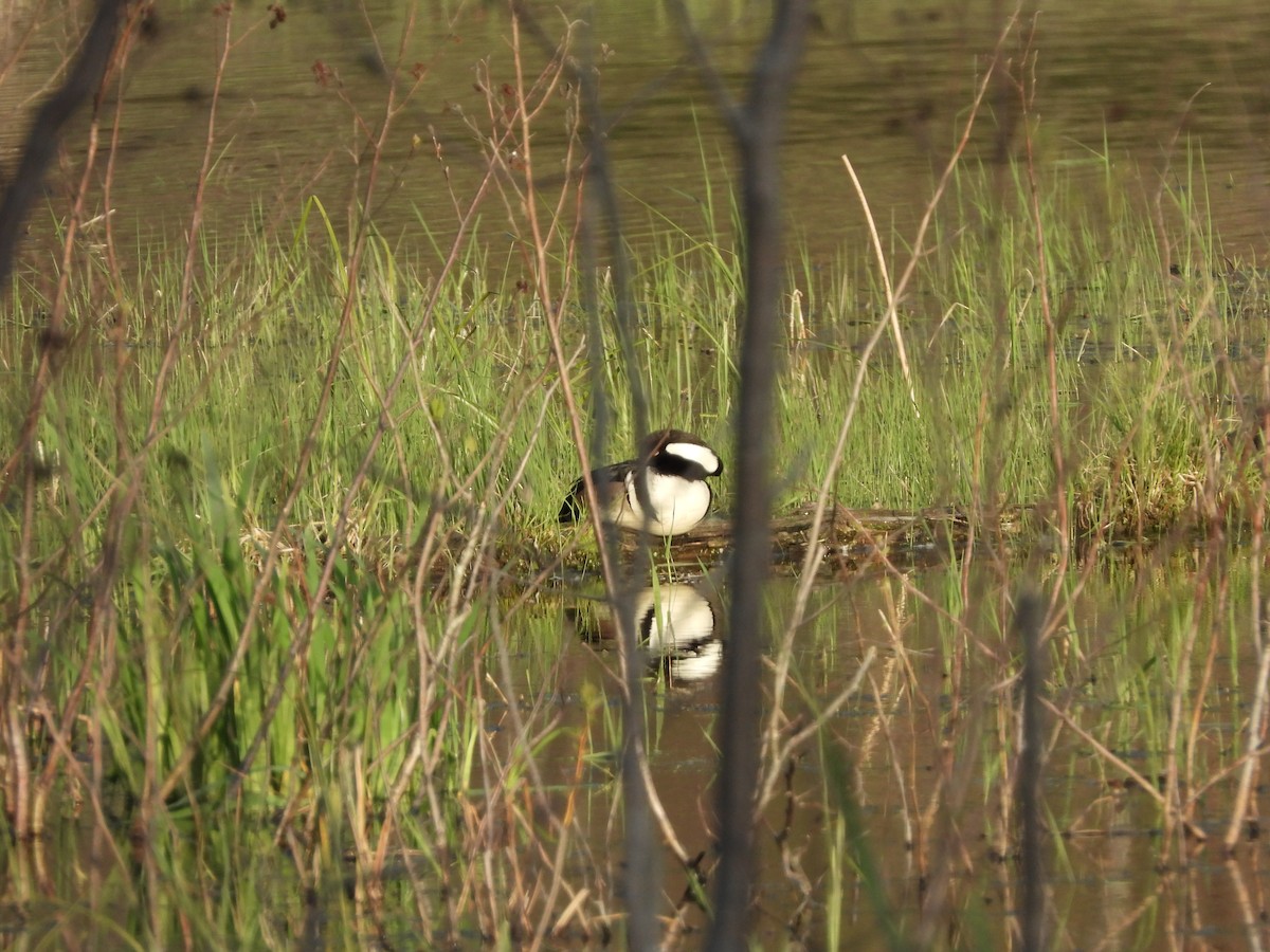 Hooded Merganser - ML619768571