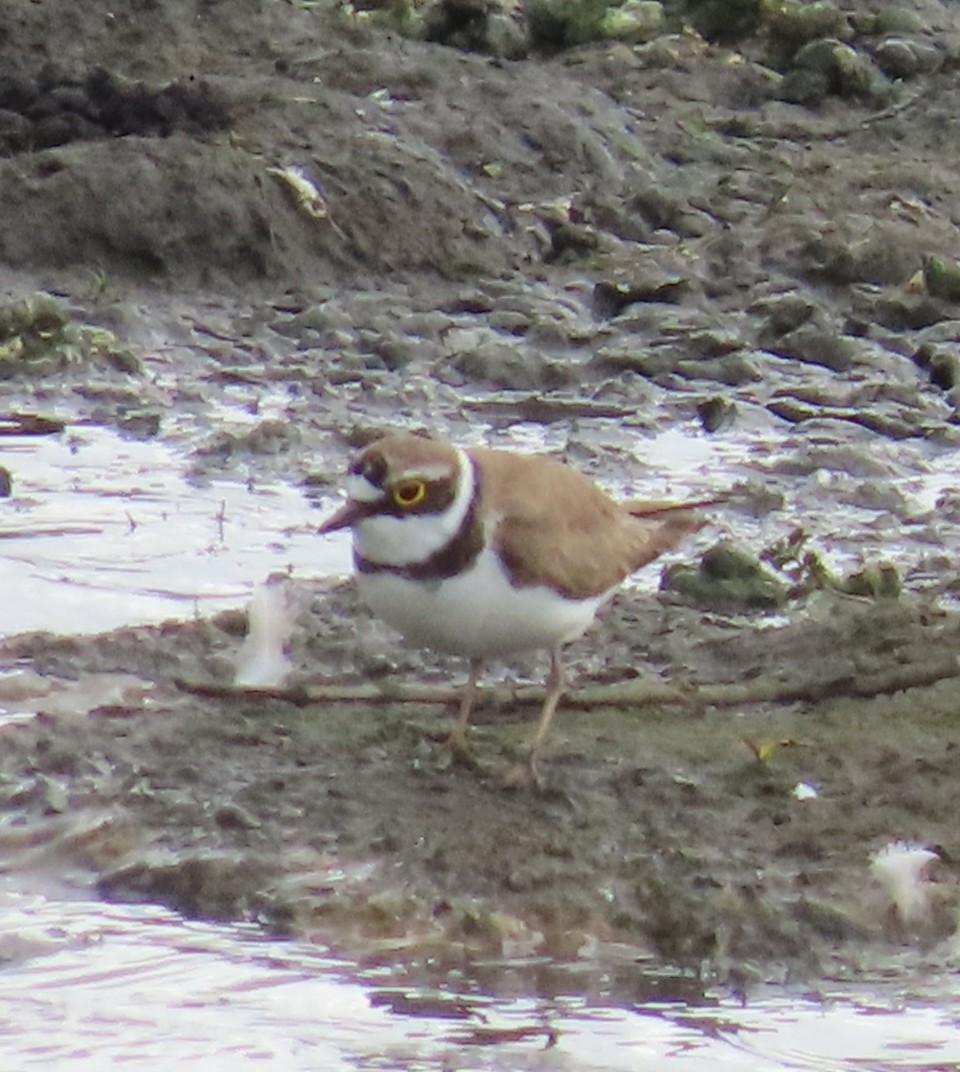 Little Ringed Plover - ML619768576