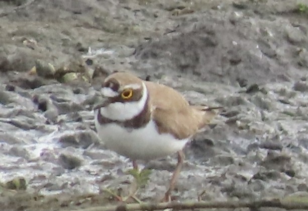 Little Ringed Plover - ML619768577