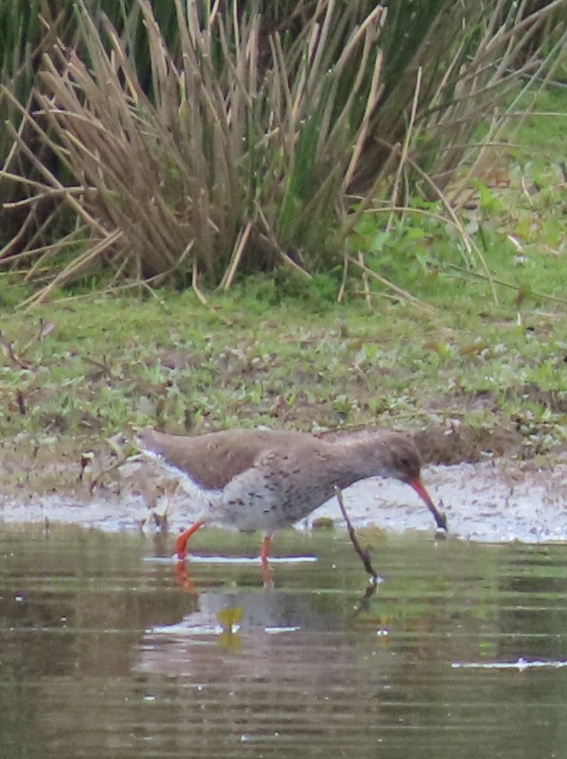 Common Redshank - ML619768589